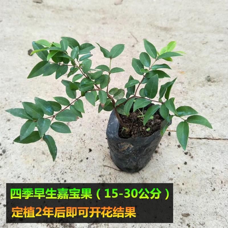 嘉宝果树苗 四季早生嘉宝果苗 艾斯嘉宝果 沙巴嘉宝果树苗