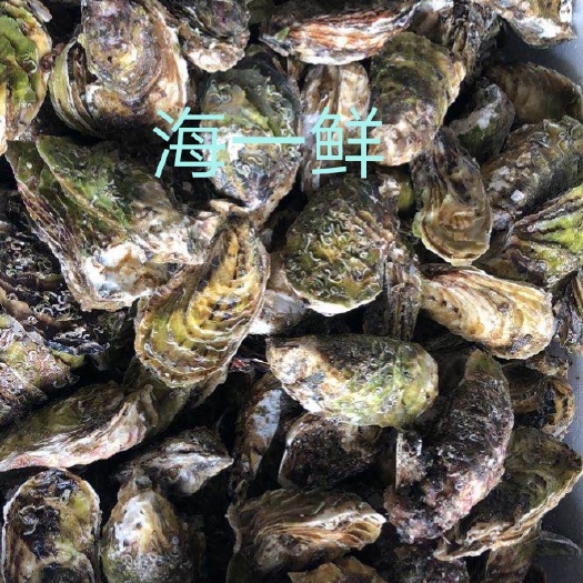 饶平县汫洲大蚝 饶平井洲生蚝