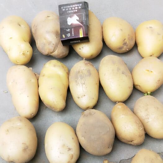 邱县荷兰15号土豆 统货