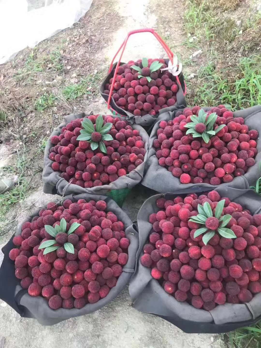  【基地直发】仙居高山东魁特级杨梅顺丰包邮社区团购一件代发！