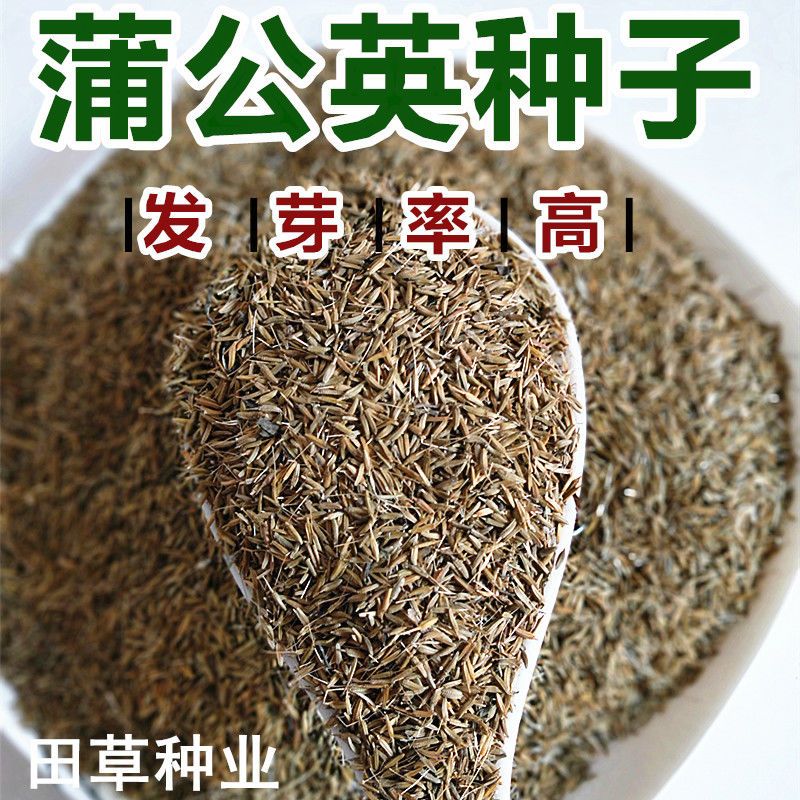  新产蒲公英种子籽野菜婆婆丁种植种四季播种多年生种籽