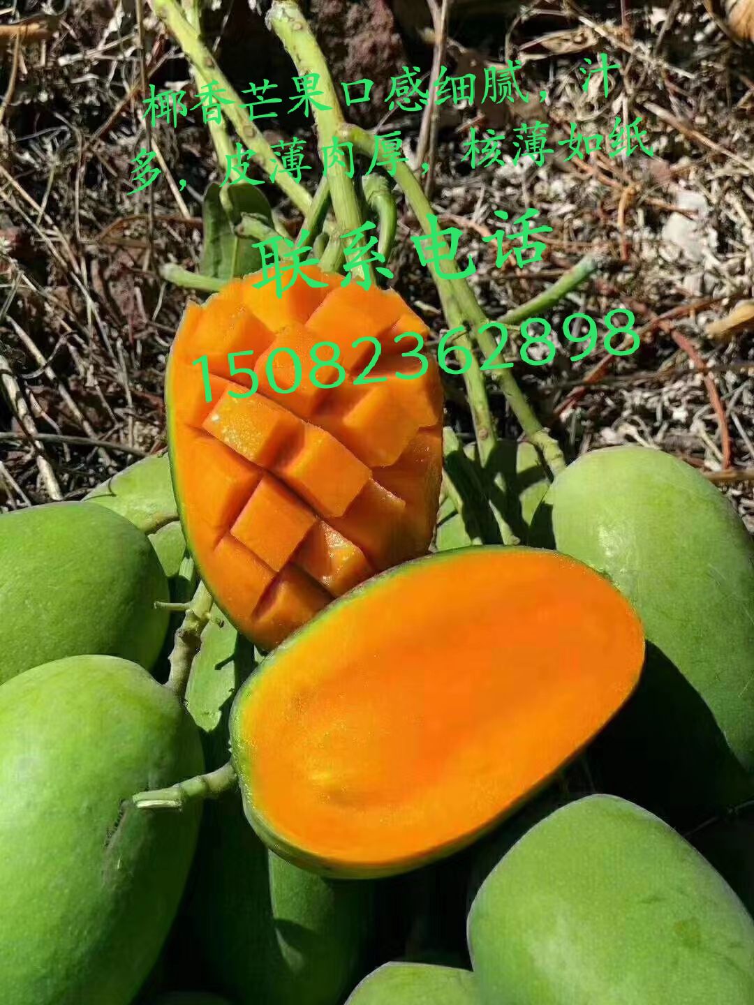  椰香芒果带箱10斤