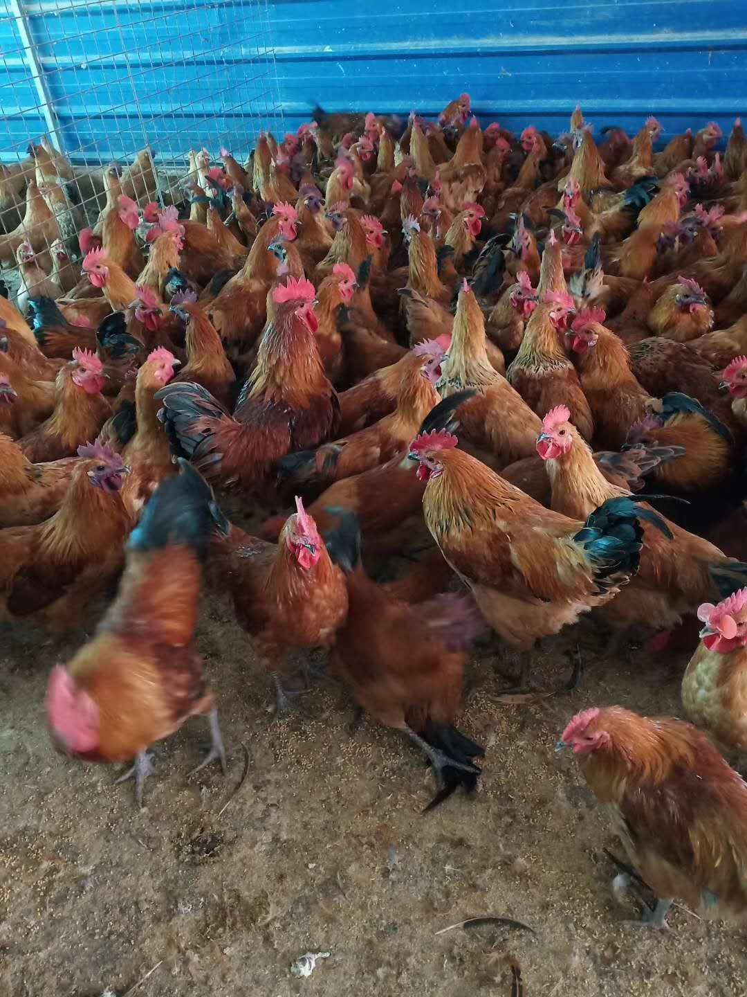 乌皮红冠土鸡  自己培养的种鸡，