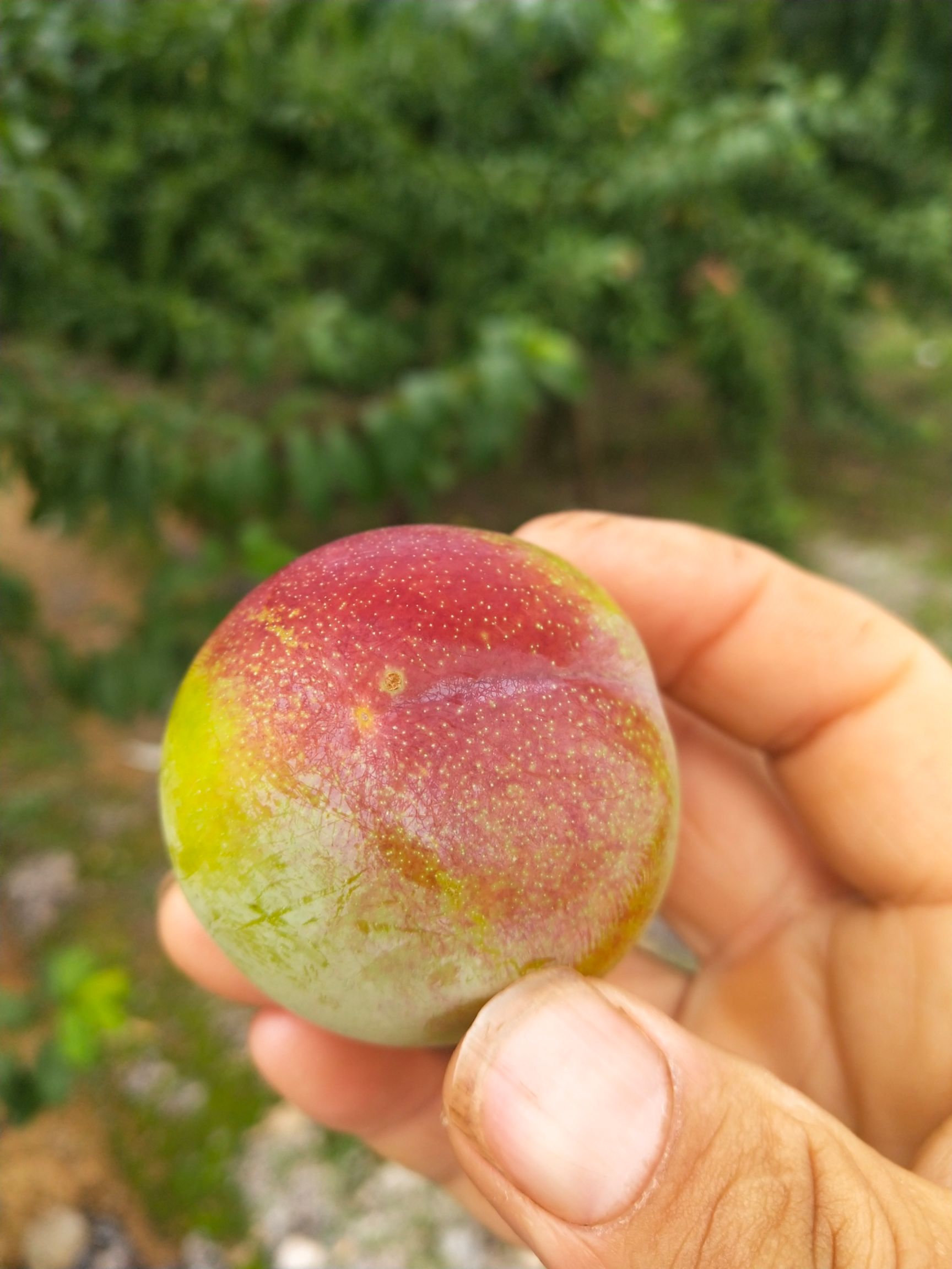 李子  好吃纯甜