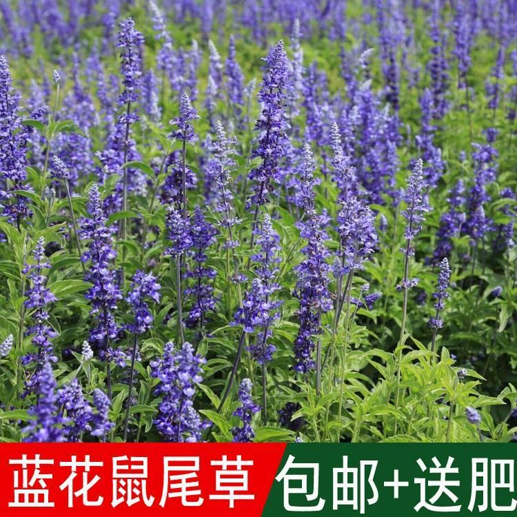  花海专用草花种籽蓝花 鼠尾草种子兰花 鼠尾草别名一串蓝蓝丝线