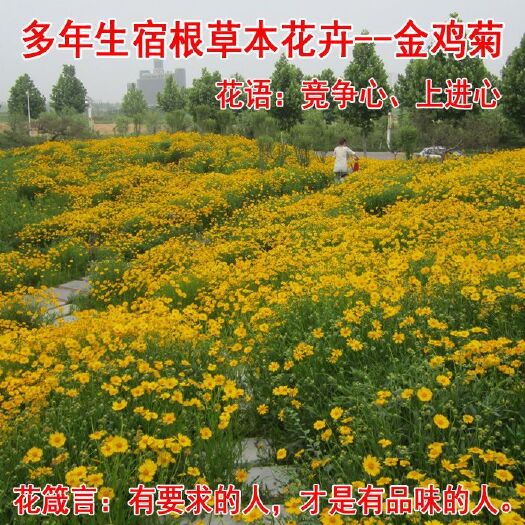 南宁 金鸡菊种子大花多年生四季种易活金钱菊花籽景观花卉花海花种子