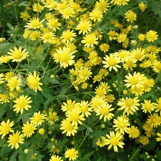 南宁 野菊花种子可药用泡茶菊花茶籽阳台庭院多年生花卉植物盆栽四季播