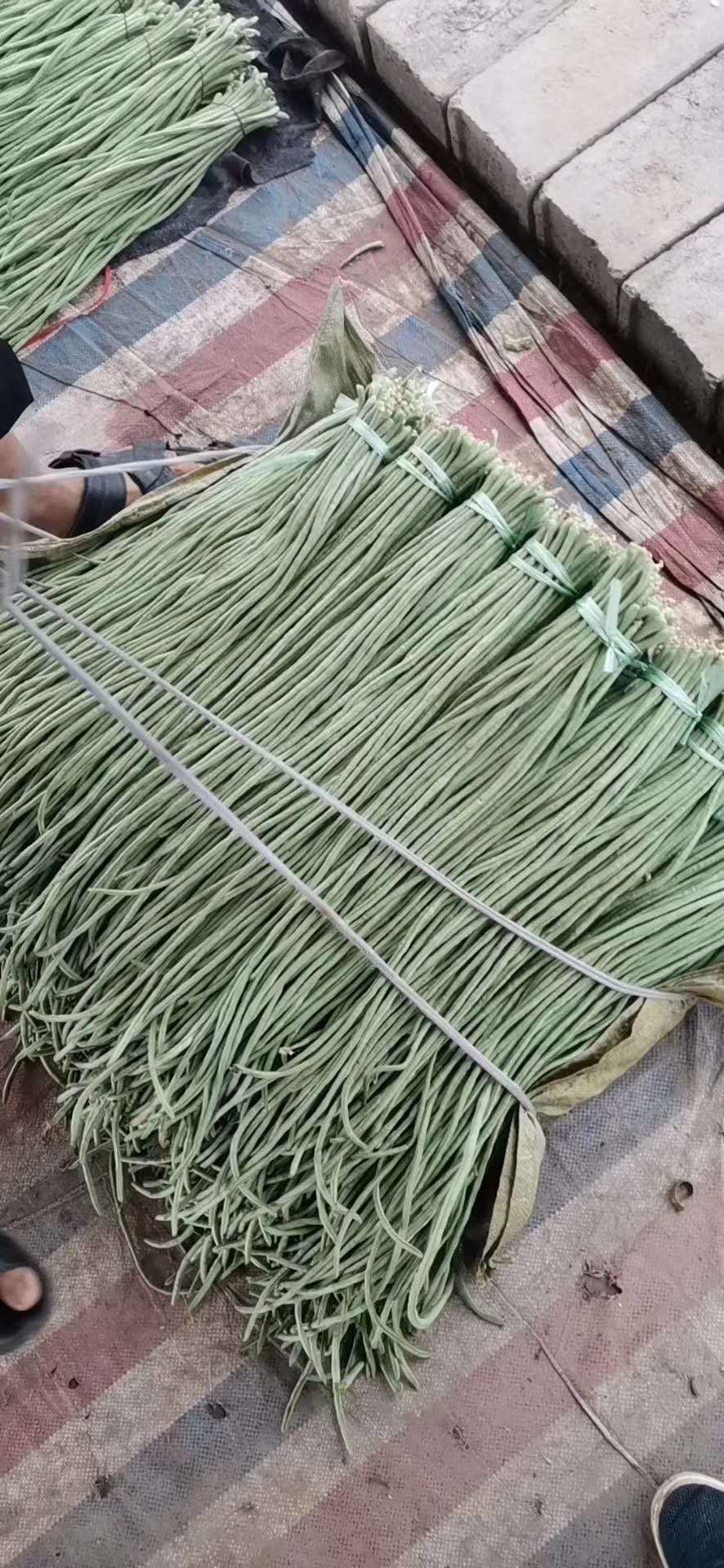 沛县绿翡翠长豆角  江苏徐州长豆角