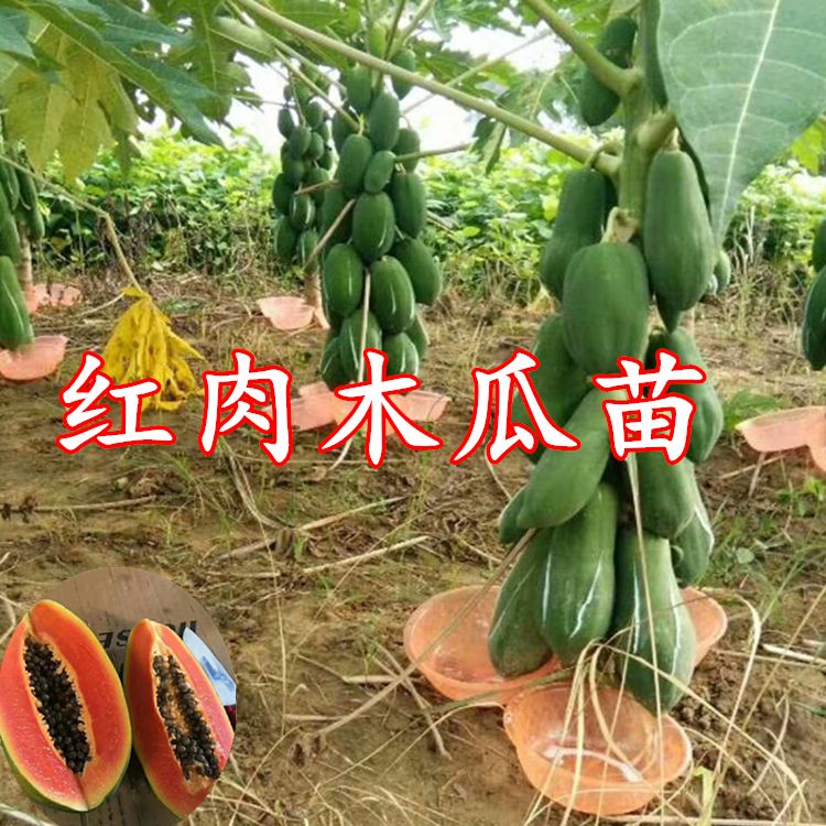 红心木瓜苗  包邮水果木瓜苗当年结果盆栽广西红心木瓜树苗南方带土发货