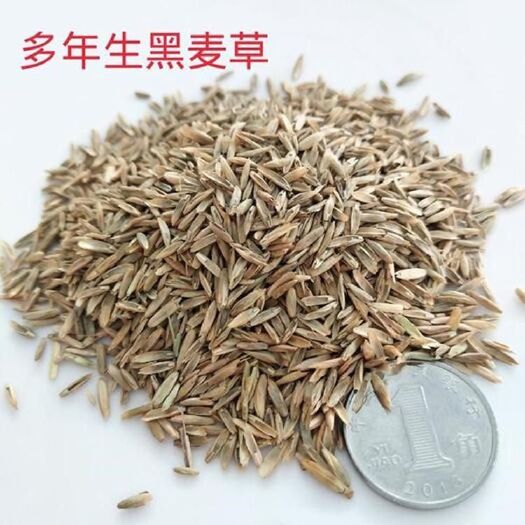 南宁 多年生黑麦草种子耐寒养牛羊鸡鹅鱼苜蓿草种籽牧草养殖黑麦草籽