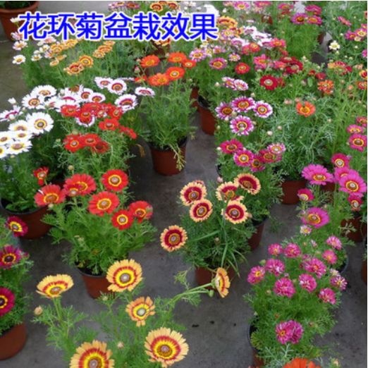南宁 花环菊种子 四季 室内庭院阳台 盆栽 植物花草观赏花卉种籽