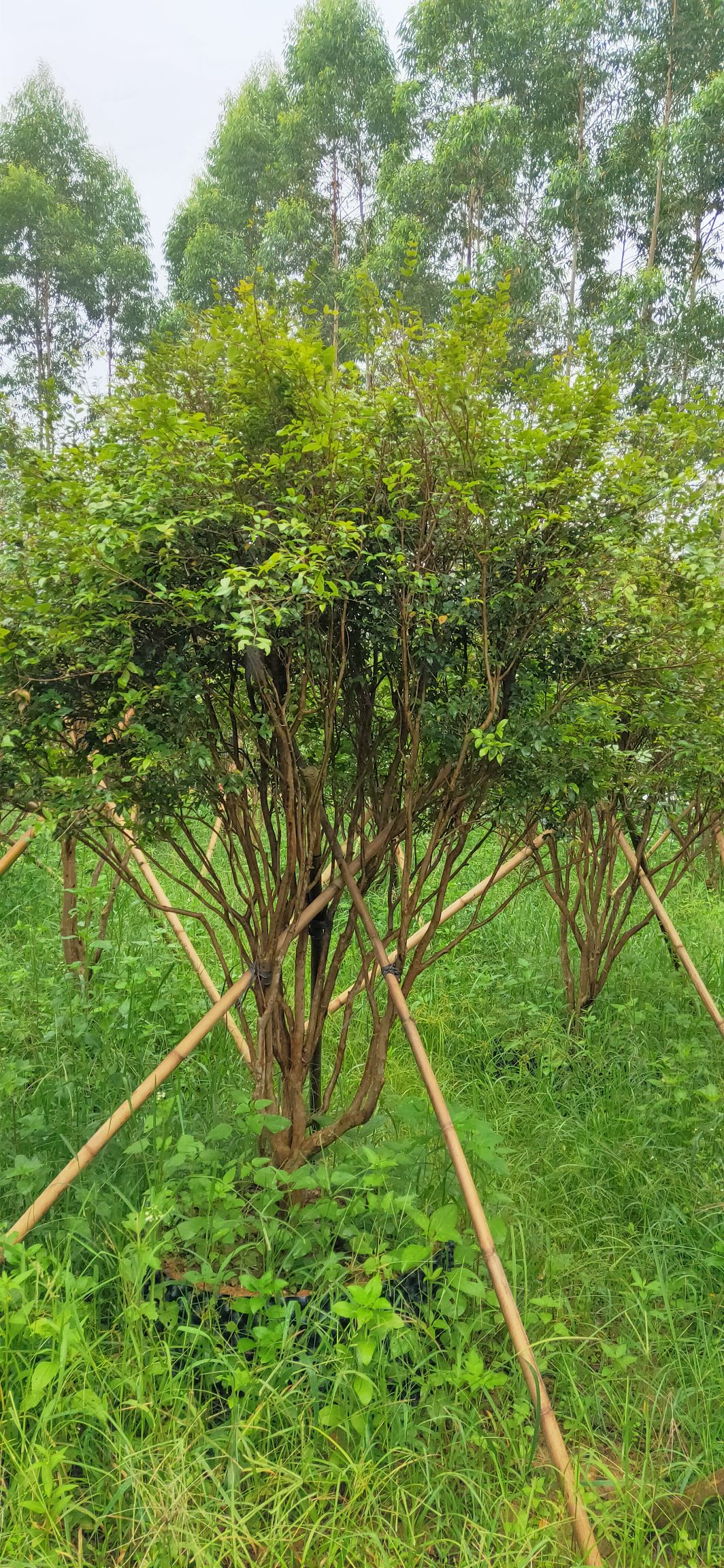 嘉宝果苗  4年苗，带土球发货的，地径1.8到2公分大，高度