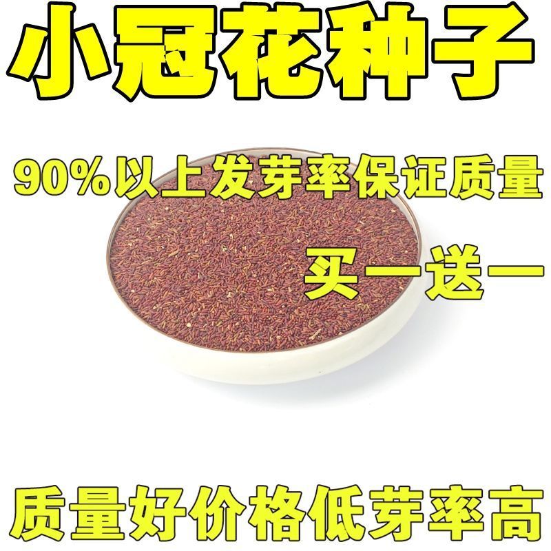  多边小冠花种子多变小冠花多年生景观护坡花卉庭院盆栽种子包邮