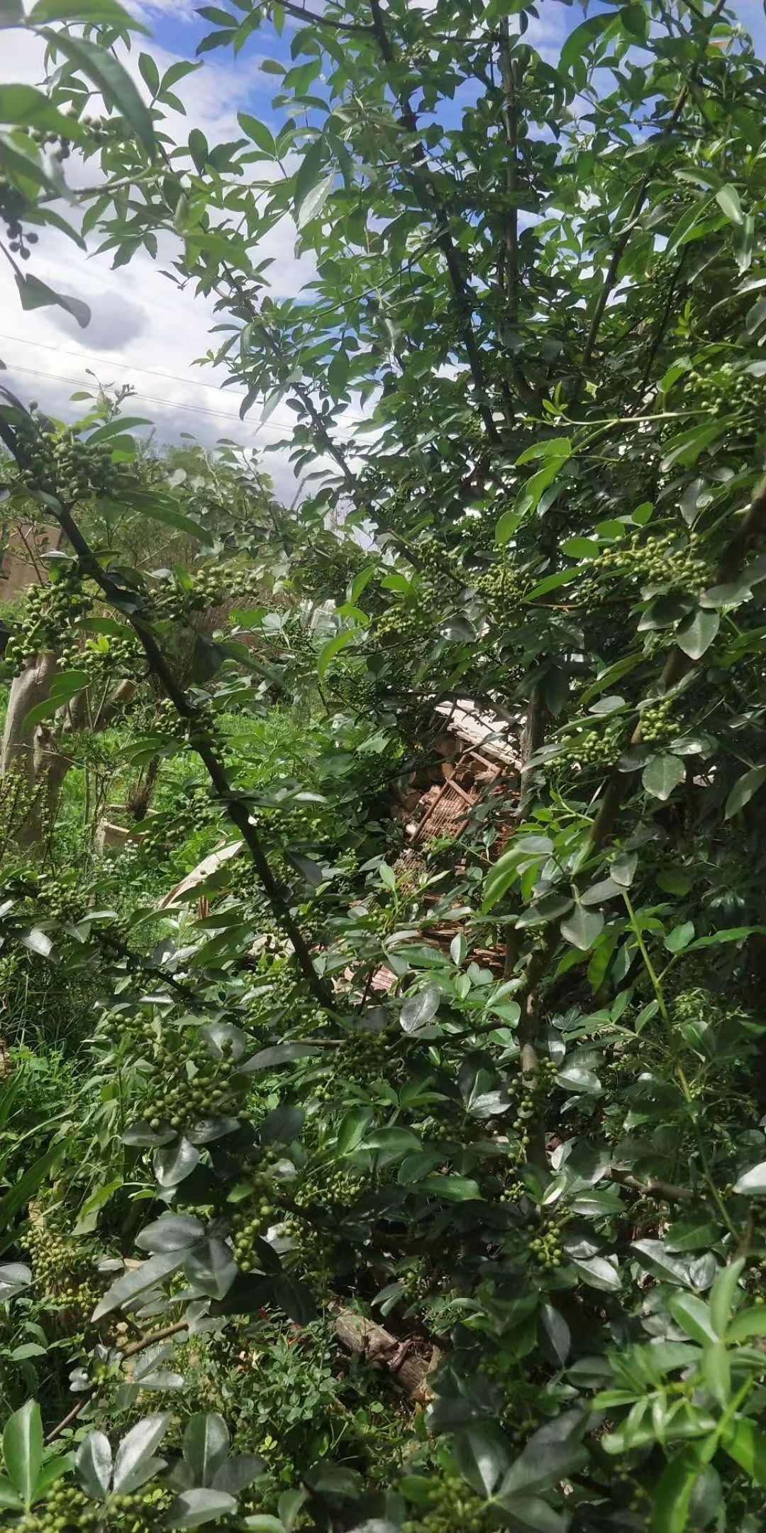  2020年藤椒即将上市