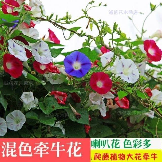  爬藤大牵牛花种子大喇叭花种子矮牵牛花爬藤花卉种子四季播种盆栽