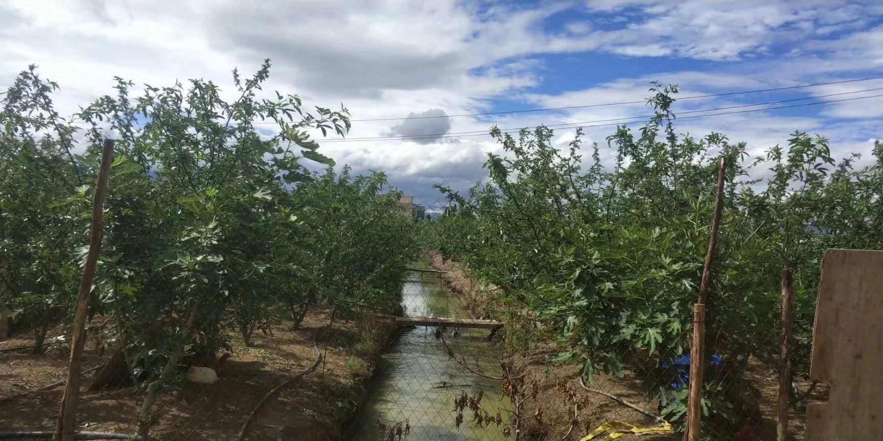  2020年藤椒即将上市