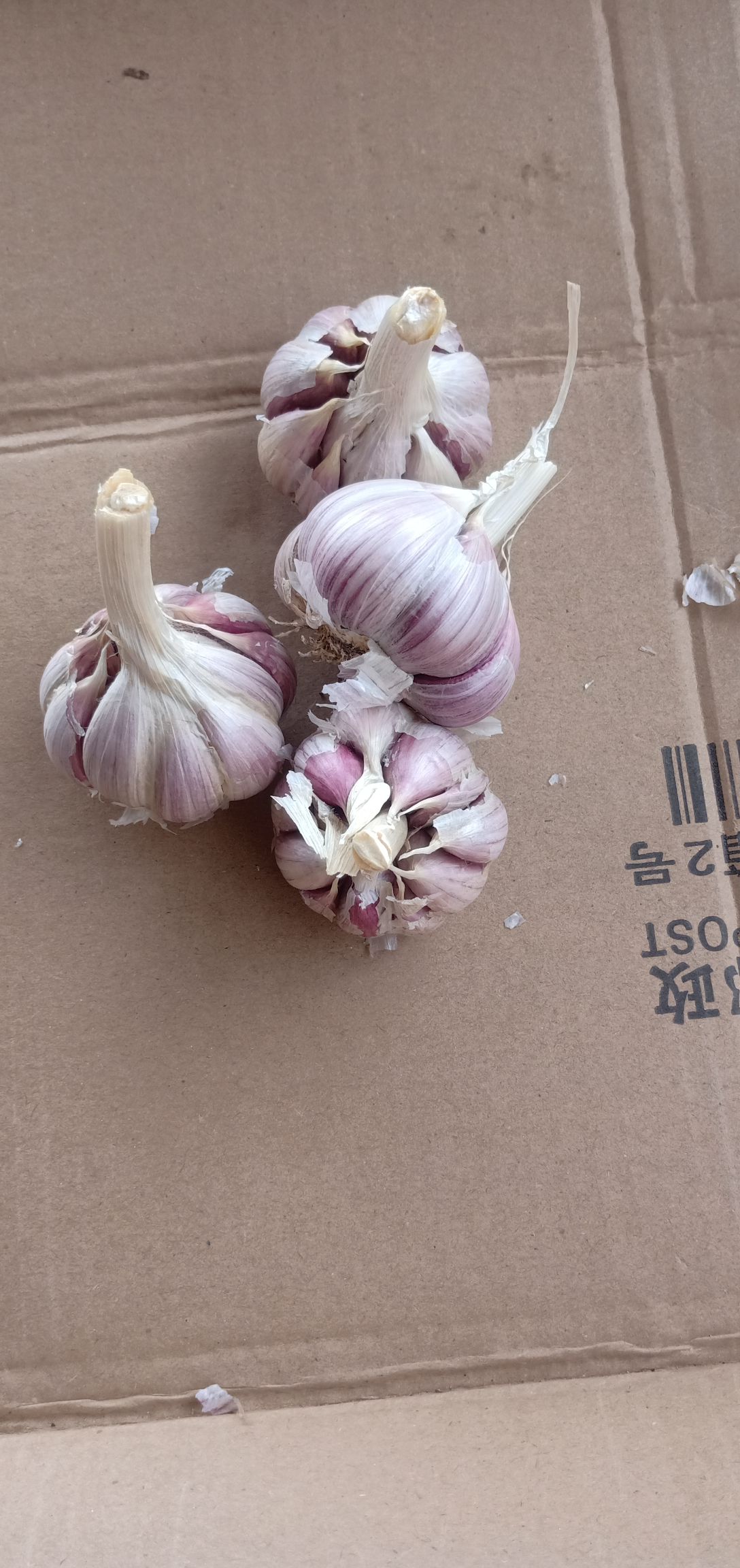 红皮蒜  红根蒜苗种子
