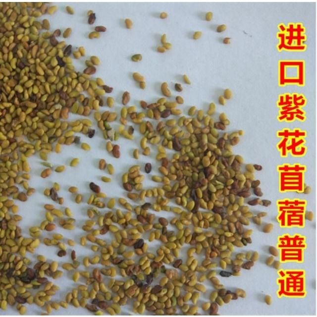 紫花苜蓿种子 紫花苜蓿草种子多年生苜蓿种子四季高产苜蓿菜猪牛羊鸡鱼牧草种子