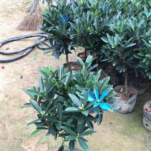 漳平市山茶花  四季茶花  四季红山茶  基地批发  全国物流