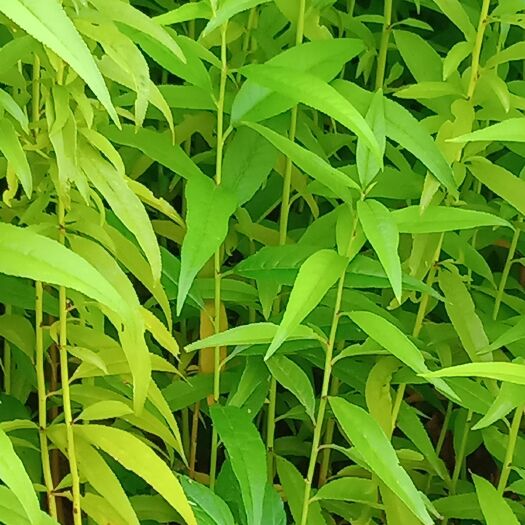 宜良县 长期出售桃树苗，板栗树苗，花椒树苗，无花果苗果树苗！绿化苗！