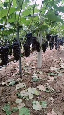 冲施肥 抗重茬 治土传病害