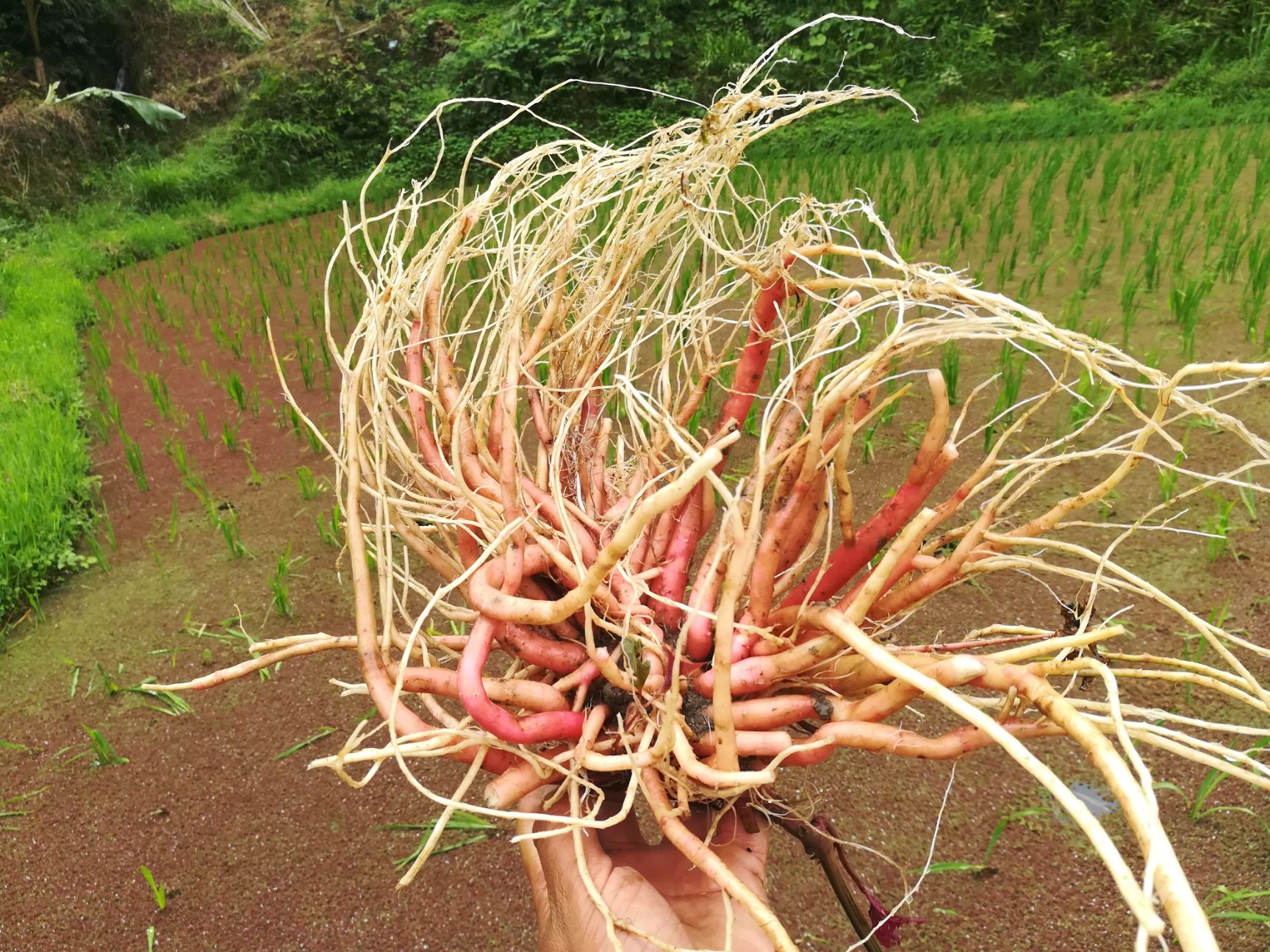 土牛膝  山上挖过来的柳叶牛膝