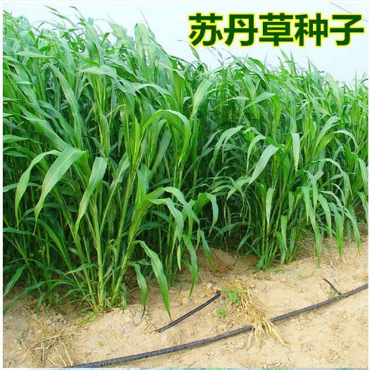 南宁 畜牧草种子 苏丹草种子 高产鱼草种子高丹草种子鱼牛羊猪鹅