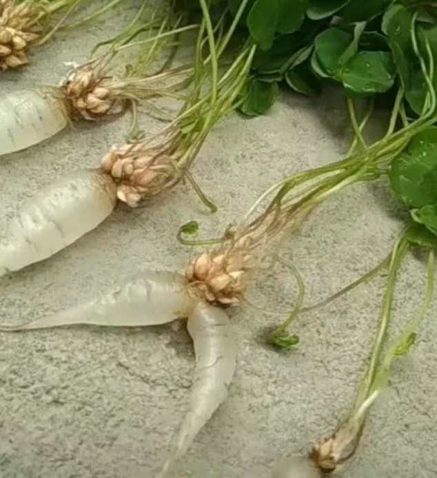 山野菜  新特水晶萝卜可以做水果的阳台盆栽特色菜