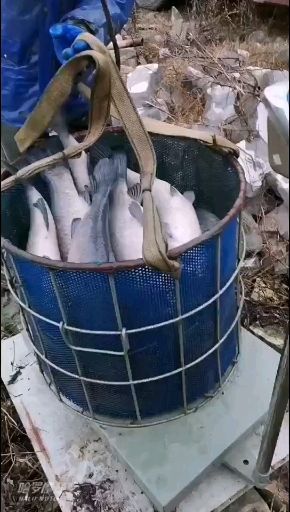  青鱼螺丝青鱼大青鱼垂钓青鱼价格优惠皮毛漂亮开口率高耐运输
