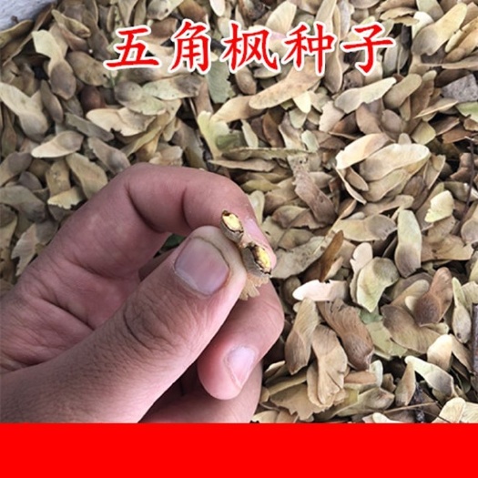  园林绿化行道树苗木种子【五角枫种子】灌木五角枫树种籽