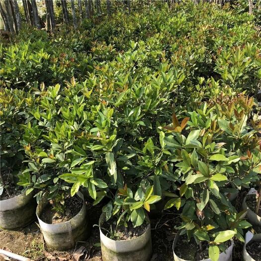 灵山县黑珍珠苗 甜樱桃树苗,巴西黑玫瑰樱桃树苗真苗发货,带叶子带土发