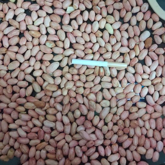 宁陵县 产地直发花生米质量好价格优惠