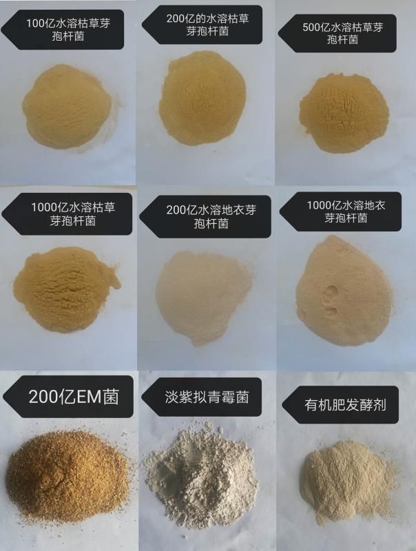 枯草芽孢杆菌。