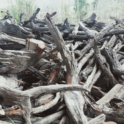 双柏县 清香木沉木，需要的联系