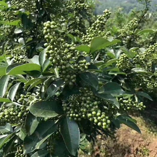 昭通无刺花椒苗 无刺花椒树苗   永青一号花钱 大红袍花椒  藤