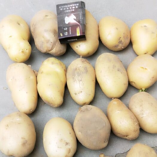 邱县荷兰15号土豆 统货