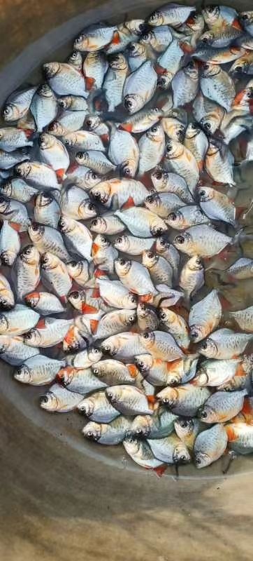 南宁白鲳鱼苗 白鲳，海南红鲳