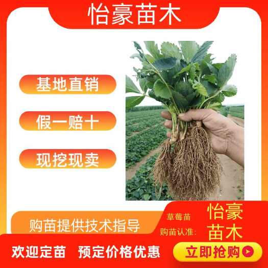 泰安 优质草莓苗，大棚生产苗。甜宝，牛奶，咖啡，奶莓，甜心，妙香