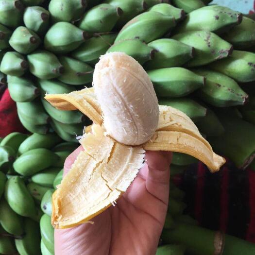 南宁广西小米蕉新鲜香蕉当季水果小芭蕉苹果蕉粉蕉现摘现发水果