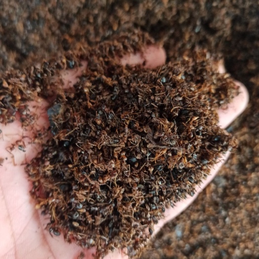 亳州 蚂蚁  黄蚂蚁 正品可打粉专业中药批发