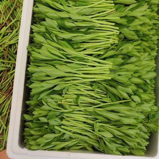 南皮县四斤装养心菜，高钙菜，救心菜，保温箱加冰袋包邮到家