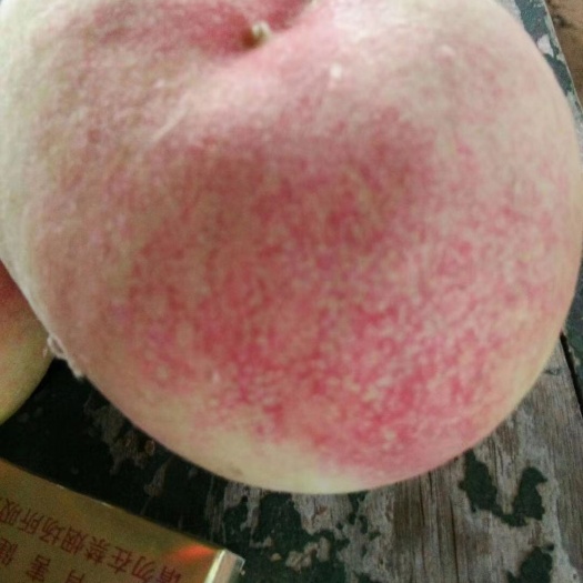 砀山县雪桃  松森   沙红半斤起步，大型果