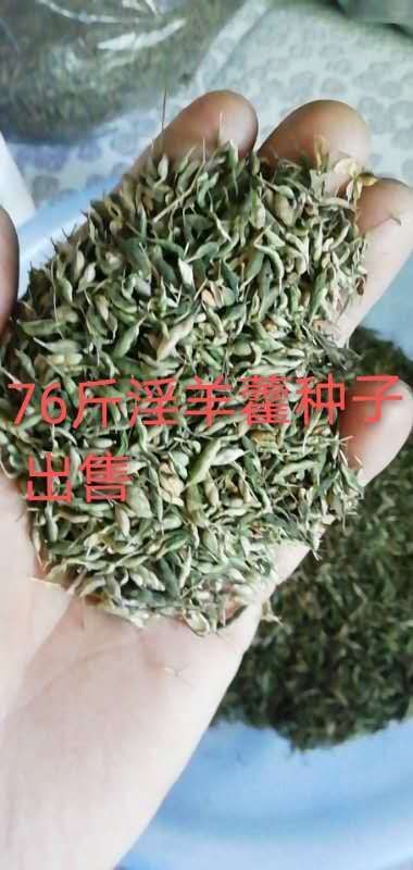 2025新淫羊藿种子出芽率高 涨势凶猛免费指导种植管理 包邮