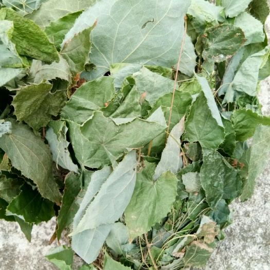 剑阁县柔毛淫羊藿  色绿 含量高