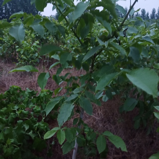 泗水县 大量核桃苗出售，三年