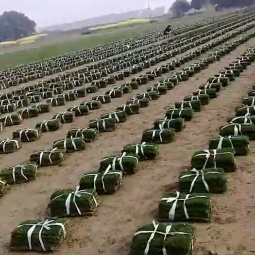 常州 精品各品种草坪，量大质优价廉。