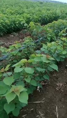 乌桕 今年的苗5公分到一米的都有，量大从优，