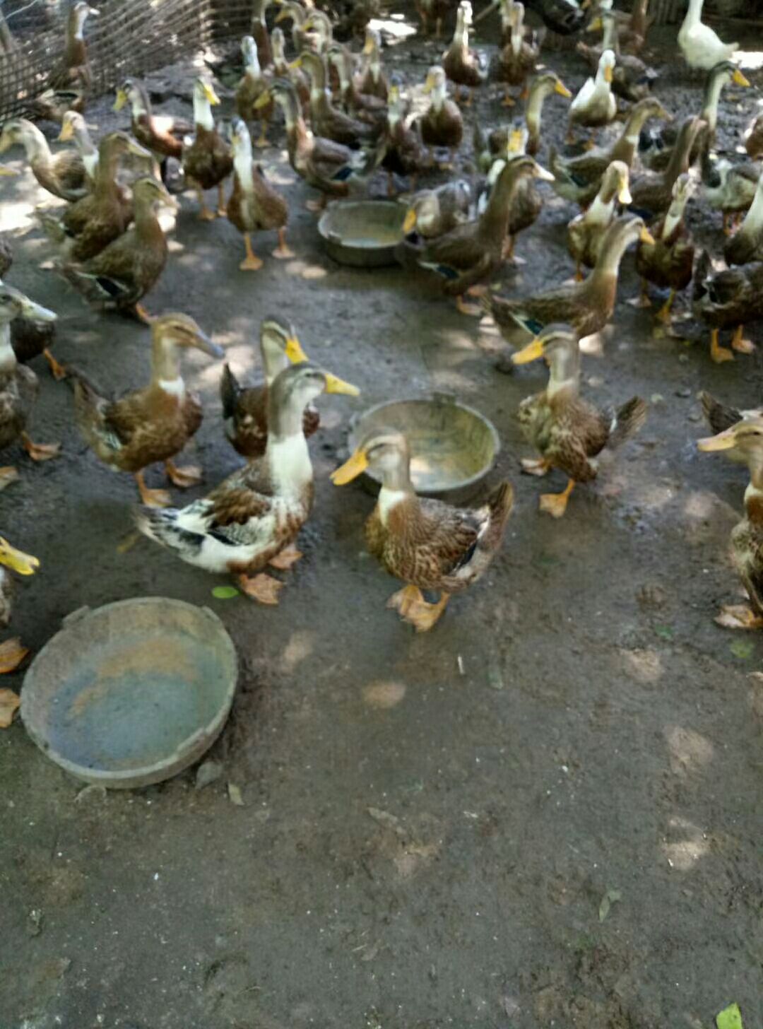  4.2一斤63天麻鸭