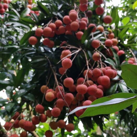 南宁 纯有机荔枝，没农药