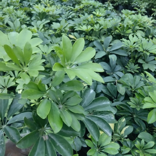 成都 基地直销鸭脚木